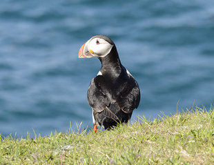 puffin iceland kayaking camping advneture.jpg