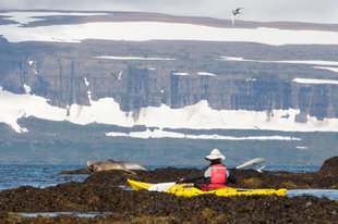 seals kayaking iceland kayaking.jpg