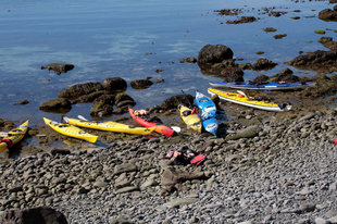 Kayaks Iceland Wildlife Vigur island.jpg