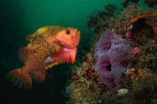 lumpfish-guarding-eggs-rene-lipmann-iceland.jpg