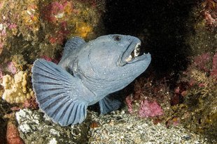 wolffish-sponge-kelp-wolfeels-catfish-iceland-atlantic-dive.jpg