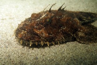 monkfish-seadevil-seabed-gardur-iceland-neil-bennett.jpg