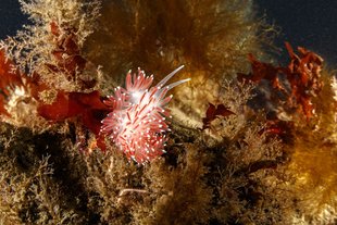 nudibranch-flabillina-kelp-gardur-iceland-ocean-dive.jpg