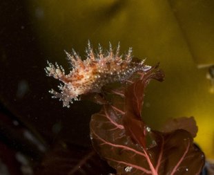 nudibranch-kelp-iceland-mat-iceland-ocean-dive