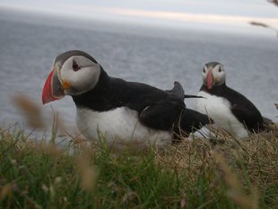 two-puffins-iceland-golden-circle diving.jpg