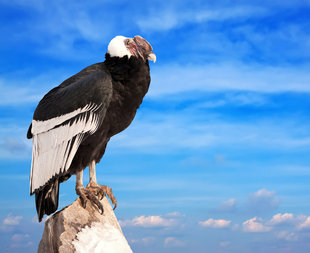 andean-condor-wilderness-wildlife-patagonia-chile-torres-del-paine-birdlife.jpg