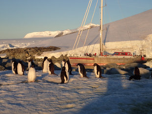 Adelie Penguins & Sailing Boat Antarctica