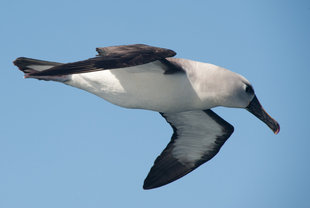 Grey Headed Albatross Antarctica