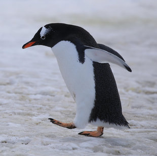 Gentoo Penguin Antarctica Paul Aynsley
