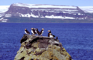 lundar-vigur-puffins-kayaking-camping-iceland.jpg