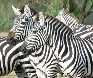 Zebra in National Park - Ralph Pannell