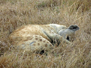 Hyena in Ngorongoro Crater National Park - Ralph Pannell