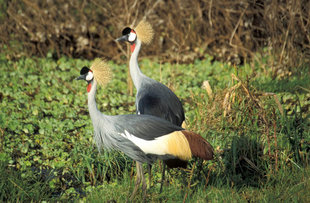 Great Crested Crane in Tanzania