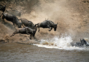 Great Migration Wildebeest attempting to cross the Mara River from Serengeti to Maasai Mara