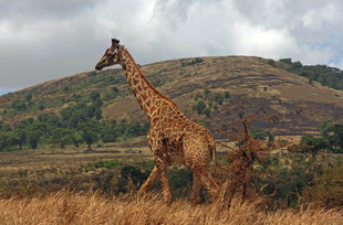Giraffe in Ngorongoro Crater National Park - Ralph Pannell