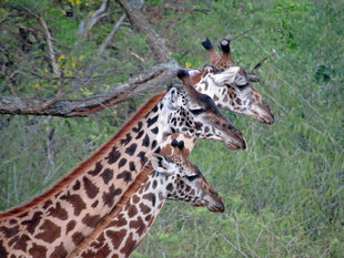 Giraffe in Serengeti National Park - Ralph Pannell
