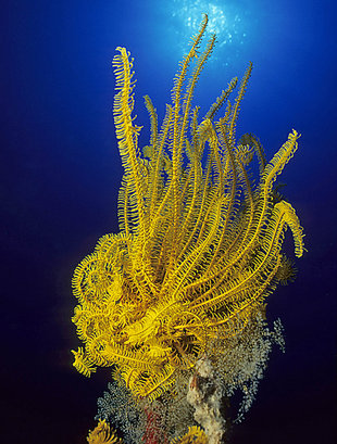 Yellow Corals in New Britain - Franco Banfi