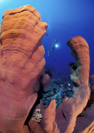 Hard Corals in New Britain - Franco Banfi