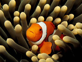 Clownfish in New Britain - Cheyne Benjamin