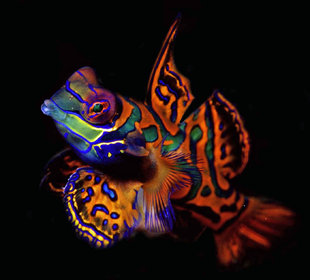 Mandarin Fish in Kimbe Bay - Nate Lovas