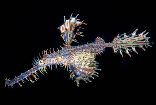 Ghost Pipefish in New Britain - Franco Banfi