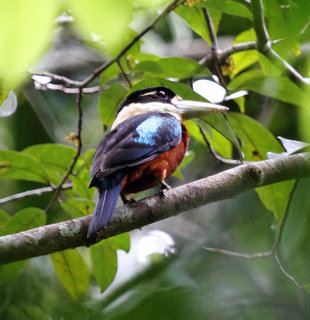 Rufous Bellied Kookaburra, Sepik Province