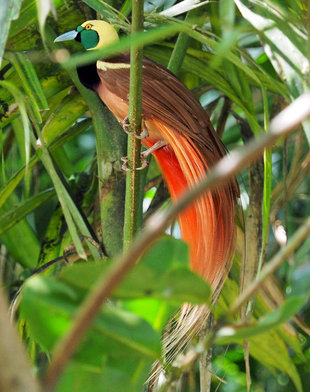 Male Raggiana Bird of Paradise (Paradisaea Raggiana)