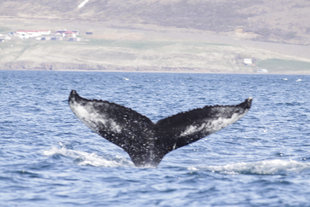 whale tail watching iceland akureyri