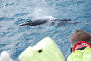 whale watching akureyri photography iceland.jpg