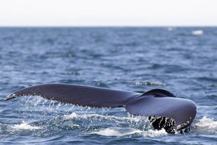 whale tail iceland akureyri boat photography.jpg