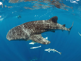 Whale Shark Research and Photography - Spot Pattern identification - underwater photography Ralph Pannell (Aqua-Firma)  Madagascar