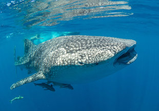 Whale Shark Madgascar - Dr Simon Pierce