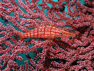 Macro Diving in New Ireland