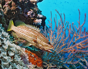 Coral Reef in New Ireland