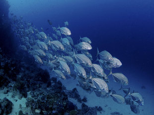 Schooling Fish in New Ireland