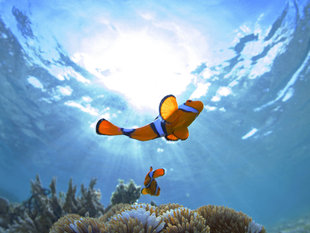 Clownfish in New Ireland