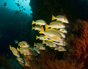 Coral Reef in New Ireland - Don Silcock