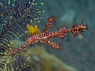 Ghost Pipefish in New Ireland