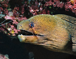 Moray Eel in New Ireland