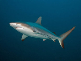 Black Tip Reef Shark in New Ireland