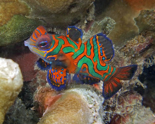 Mandarin Fish in New Ireland