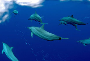 Dolphins in Kimbe Bay - Nat Sumanatameya