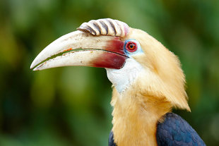 Male Blyths (Papuan) Hornbill in the Sepik Province