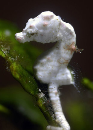 Pygmy Seahorse in New Britain - Marcelo Krause