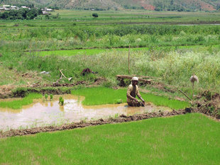 Rice Paddy farmer near Lake Alaotra in Madagascar