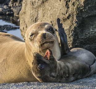 Galapagos sealion mum and calf - photo: Dr Simon Pierce MMF / Aqua-Firma