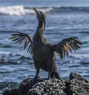 Flightless Cormorant in the Galapagos Islands wildlife photography byDr Simon Pierce MMF / Aqua-Firma