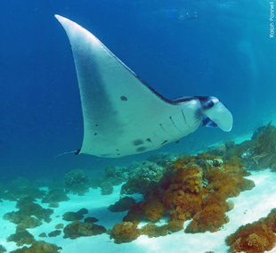 Komodo Manta Ray Mobula Alfredi (c) Ralph Pannell AQUA-FIRMA Indonesia snorkel freedive dive.jpg