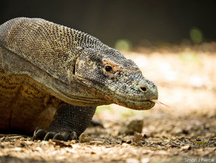 Komodo Dragon (c) Dr Simon J Pierce Indonesia wildlife photography-lizard-reptile-Indonesia dive snorkel holiday tour Rinca Island.jpg