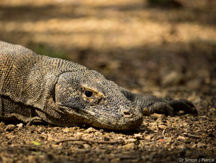 Komodo Dragon Rinca Island (c) Dr Simon J Pierce Indonesian wildlife photography travel dive snorkel holiday tour.jpg